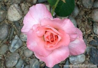 The Angela Lansbury Hybrid Tea Rose. Copyright 2002 © HelpMeFind.com. All rights reserved.