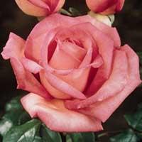 La Rosa "Angela Lansbury Hybrid Tea"